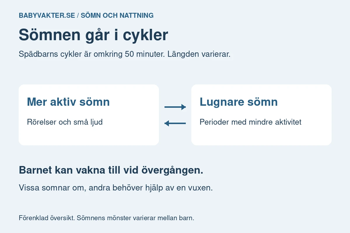 Översikt över spädbarns sömn: mer aktiv sömn växlar med lugnare sömn, och ett kort uppvaknande kan komma vid övergången.